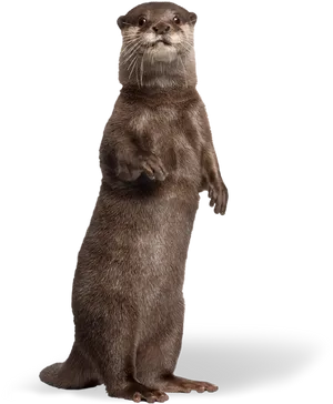 Alert Otter Standing PNG Image