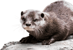 Otter Background Png - Otter Png, Transparent Png PNG image with transparent background