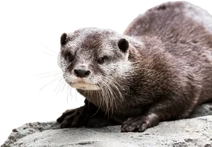 Alert Otteron Rock PNG Image