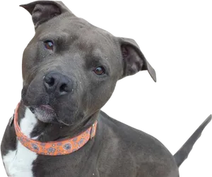 Alert Pitbull Dog Portrait PNG Image