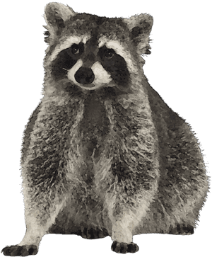 Transparent Raccoon Face Png - Raccoon Clip Art Free, Png Download PNG image with transparent background