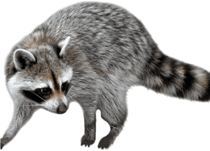 Raccoon Png Transparent Images - Stubborn Jeff, Png Download PNG image with transparent background
