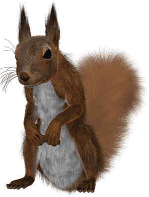Alert Red Squirrel Standing PNG image with transparent background