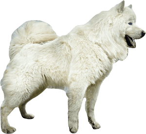 Puppies, Samoyed, Png V - American Eskimo Dog, Transparent Png PNG