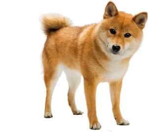 Alert Shiba Inu Standing PNG Image