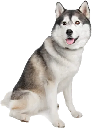 Alert Siberian Husky Dog PNG Image