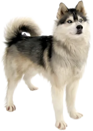 Alert Siberian Husky Standing PNG Image