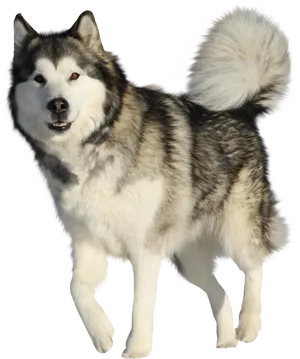 Alert Siberian Husky Standing PNG Image