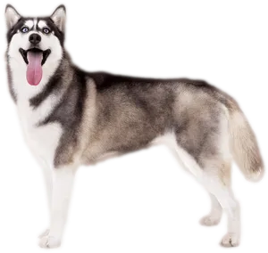 Alert Siberian Husky Standing PNG Image