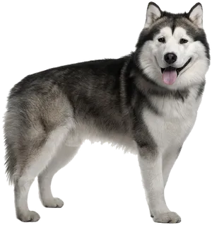 Alert Siberian Husky Standing PNG Image