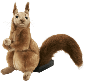Alert Squirrel Pose PNG image with transparent background