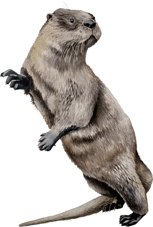 North American River Otter , Png Download - North American River Otter, Transparent Png PNG image with transparent background