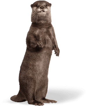 Punxsutawney Phil, HD Png Download PNG image with transparent background