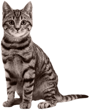 Cats Png Free Images, Download - Transparent Cat Png, Png Download PNG image with transparent background