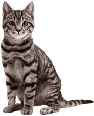 Alert Tabby Kitten Sitting PNG Image