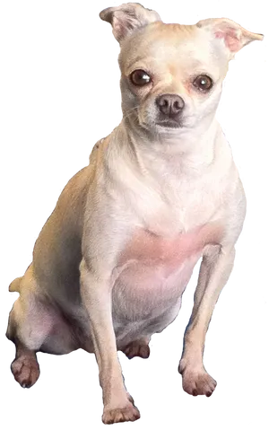 Alert Tan Chihuahua Sitting PNG Image