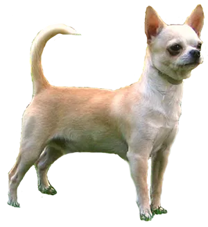 Alert Tan Chihuahua Standing PNG Image