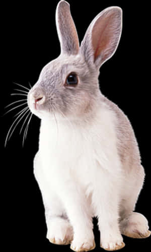 Alert White Rabbit Black Background.jpg PNG image with transparent background