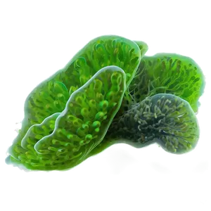 Algae In Aquarium Png Qud58 PNG Image