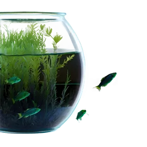 Algae In Fishbowl Png Xmh12 PNG Image