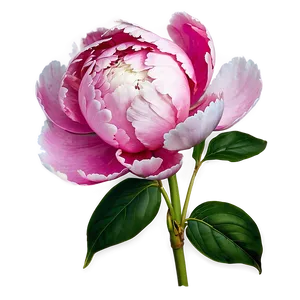 Alluring Peony Png 06252024 PNG Image