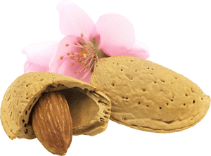 Almond Png - Almond Flower Png, Transparent Png PNG with transparent background