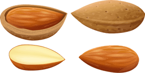 Almonds Png Clip Art - Almonds Clipart, Transparent Png PNG with transparent background