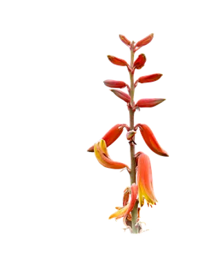 Aloe Vera Blooming Stalk PNG Image