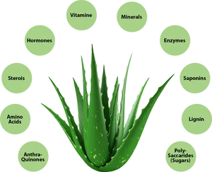 Aloe Vera Components Illustration PNG Image