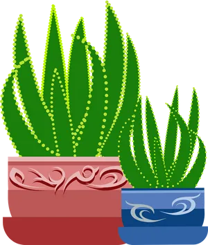 Aloe Vera Plantsin Decorative Pots PNG Image