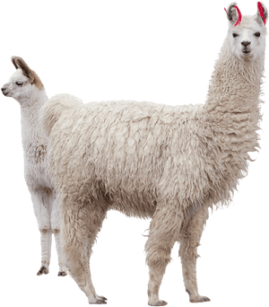 Alpaca Duo Isolatedon Background PNG