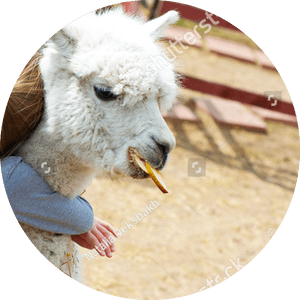 Alpaca Eating Treat PNG