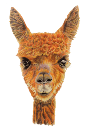 Alpaca Portrait Artwork PNG