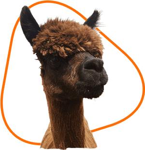 Alpaca Portraitwith Orange Halo PNG