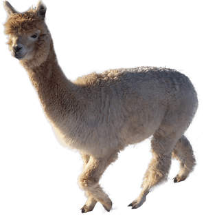 Alpaca Profile Isolated.png PNG
