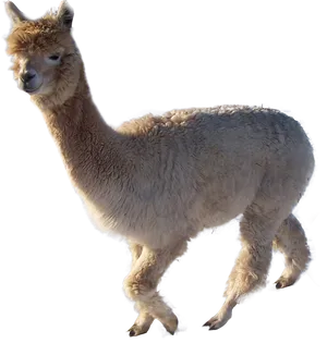 Alpaca Profile Isolated.png PNG Image