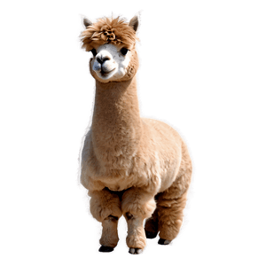 Alpaca Wool Fluffy PNG kwh PNG with transparent background