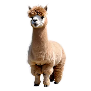 Alpaca Wool Fluffy Png Kwh PNG Image