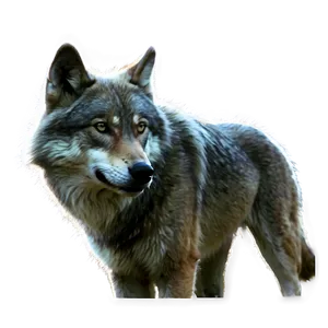 Alpha Wolf B PNG Image