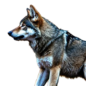 Alpha Wolf In Battle Png Ivb98 PNG Image