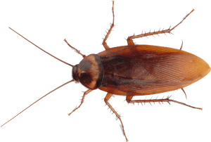 American Cockroach P N G Transparent Image PNG