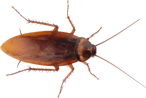 American Cockroach Top View PNG