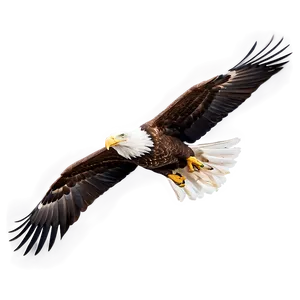 American Eagle Gliding Png Tul PNG Image