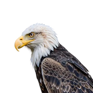 American Eagle In Dawn Light Png Cvt94 PNG Image