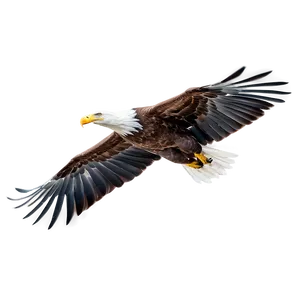 American Eagle In Flight Png 21 PNG Image