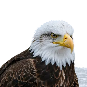 American Eagle In Snow Png Xfs74 PNG Image