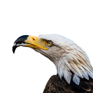 American Eagle With Prey Png Crr PNG Image