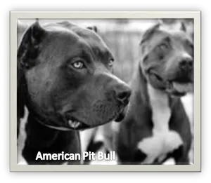 American Pit Bull Terriers Portrait PNG Image