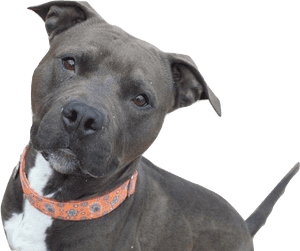 American Pitbull Image - German Staffordshire Bull Terrier, HD Png Download PNG image with transparent background