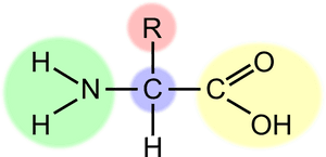 Human Behavior,angle,area - Amino Acid Clipart, HD Png Download PNG with transparent background
